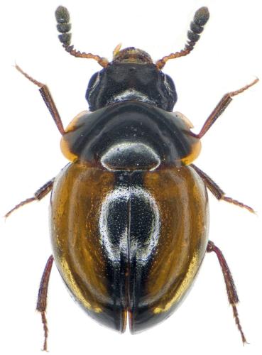 Réf. 310 486 : Agathidium discoideum
